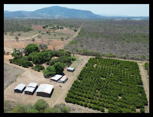 FARM FOR SALE IN LOUIS TRICHARDT RURAL
